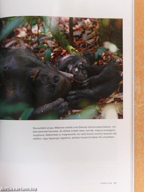 National Geographic Magyarország 2008. január-december