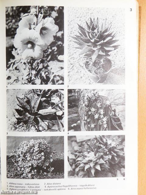 A növénykedvelő kislexikona