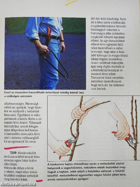 Gyümölcsfák metszése egyszerűen