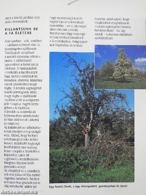 Gyümölcsfák metszése egyszerűen