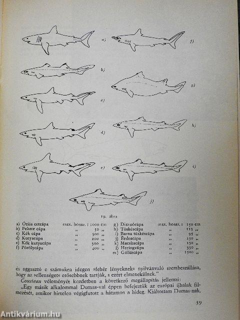 Hét tenger búvárkalandjai