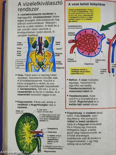 Képes Usborne enciklopédia