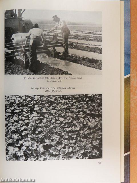 A szántóföldi zöldségtermesztés gyakorlata