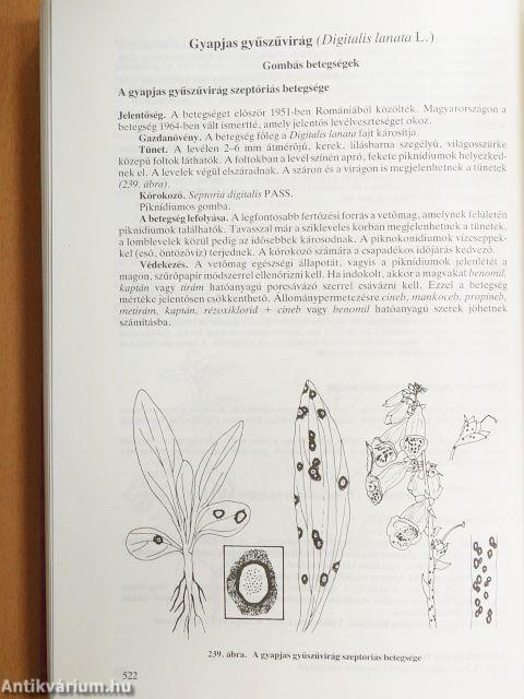 Kertészeti növénykórtan