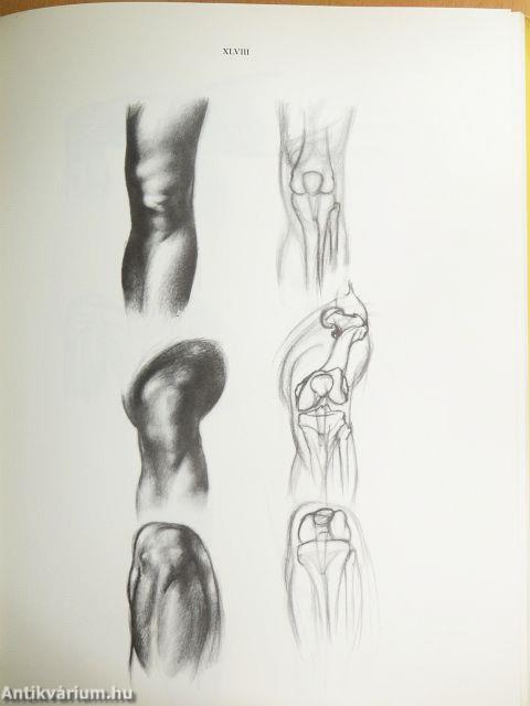 Anatomy for the artist