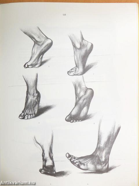 Anatomy for the artist