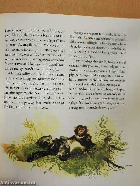 Vadállatok gyerekszobája