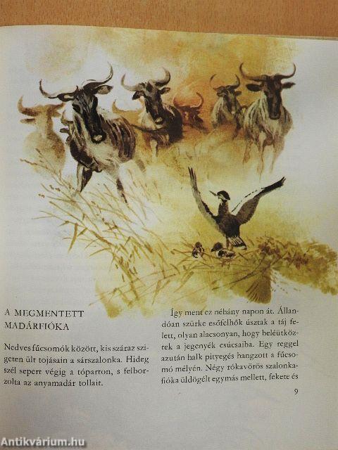 Vadállatok gyerekszobája