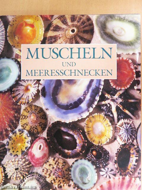 Muscheln und Meeresschnecken