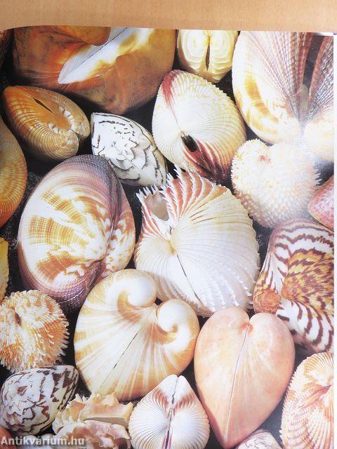 Muscheln und Meeresschnecken