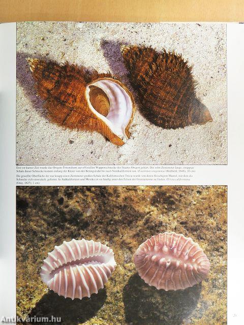 Muscheln und Meeresschnecken