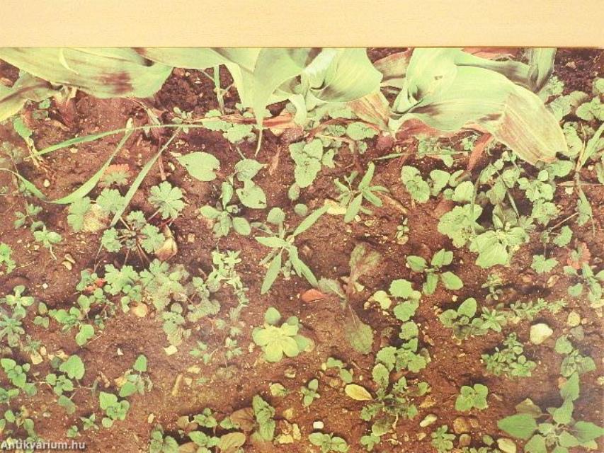 Unkrautgemeinschaften Europas