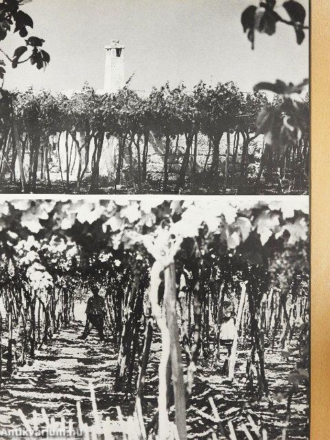 Itala nam tellus Graecia Maior erat. Ovid. 4. Fast./Taranto