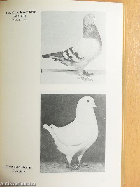 Haszongalamb-tenyésztés