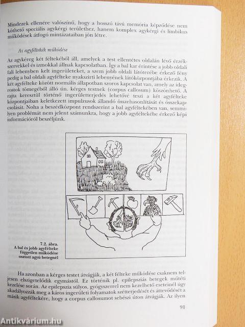 A pszichológia alapjai