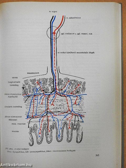 A klinikai neurologia alapjai