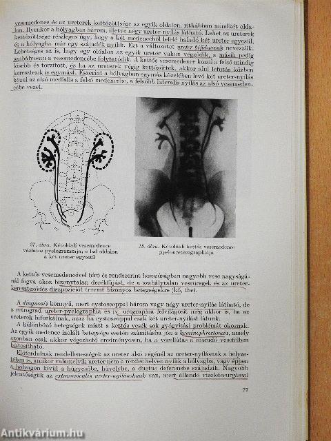 Urologia