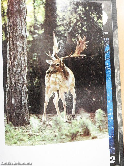 Fotó 1971. január-december