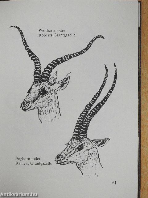 Antilopen Afrikas