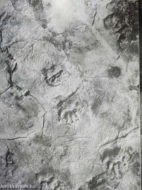 Expedíció az időben