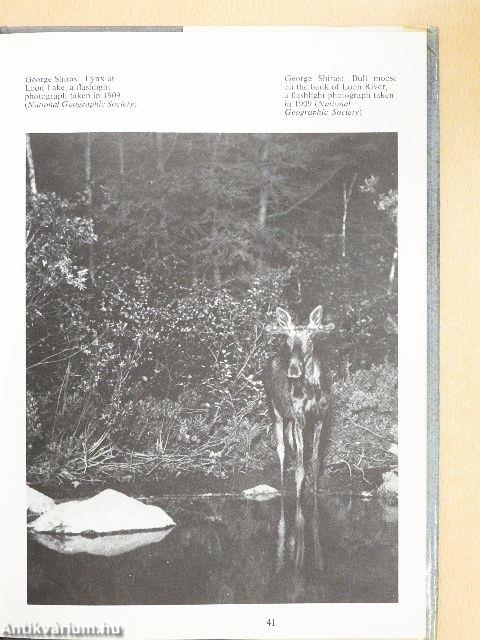 Early Wildlife Photographers