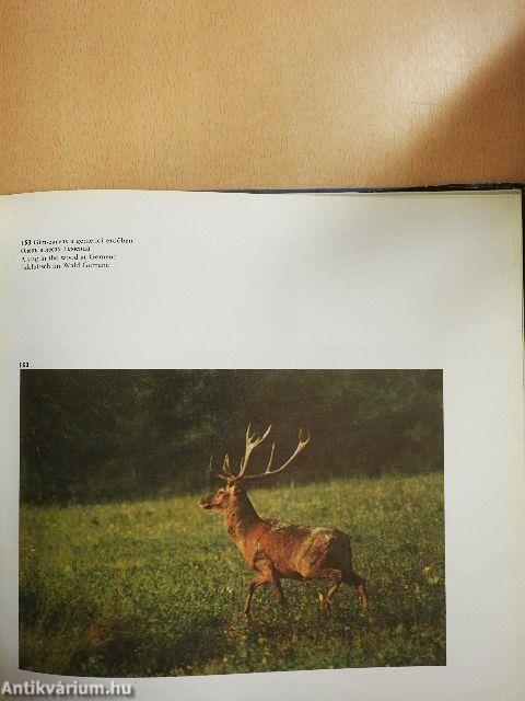 Bács-Kiskun megye képekben