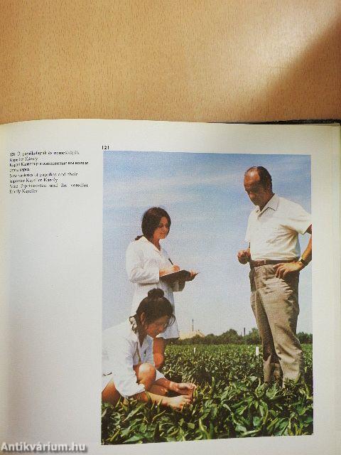 Bács-Kiskun megye képekben