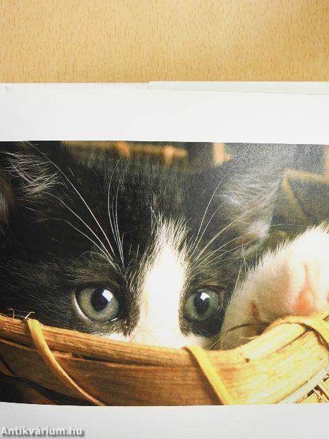 Cats Do The Cutest Things