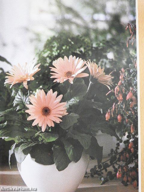 Növényekkel az egészséges szobalevegőért