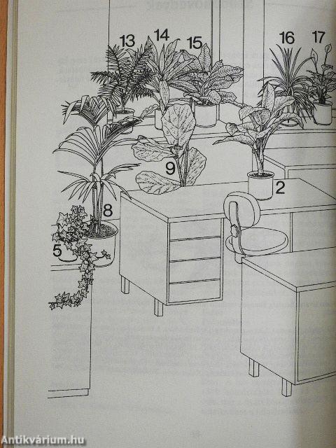 Növényekkel az egészséges szobalevegőért