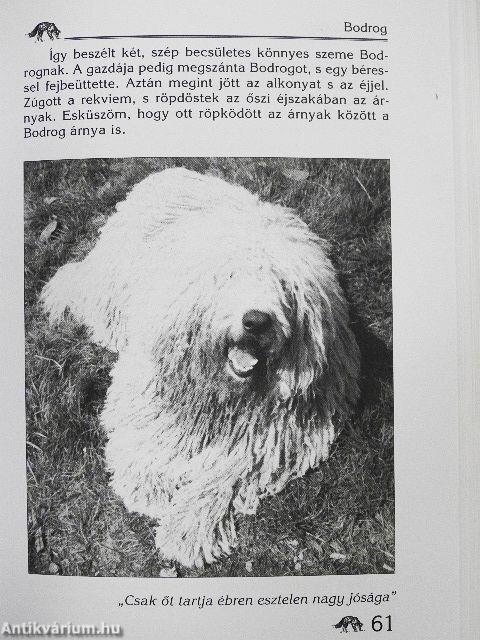 A csodálatos kutyák!