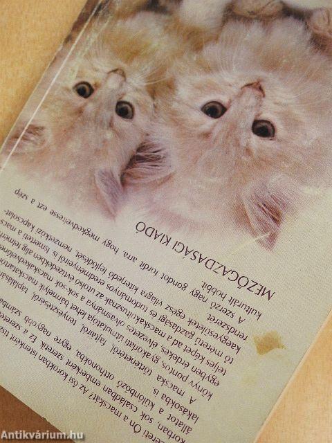 Macskák, cicák
