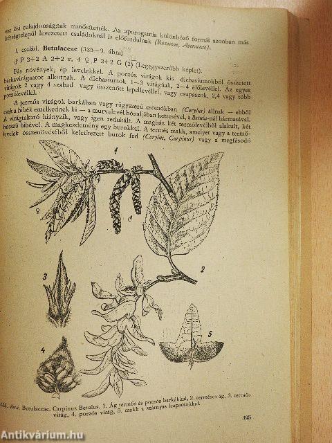 Fejlődéstörténeti növényrendszertan