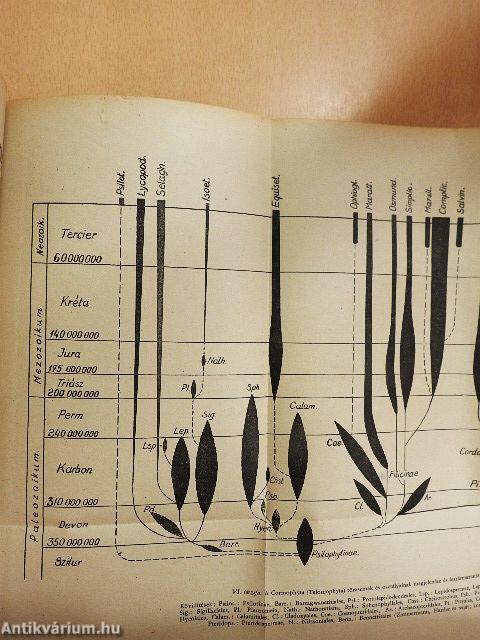 Fejlődéstörténeti növényrendszertan