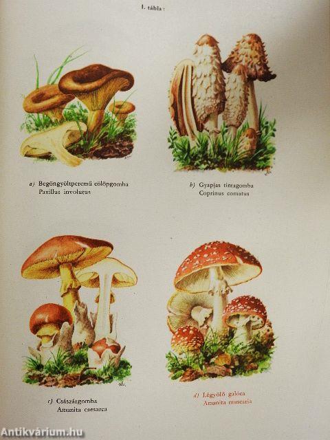 Fejlődéstörténeti növényrendszertan