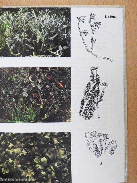 Mohák, zuzmók, harasztok