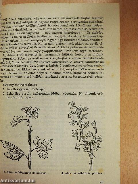 Bogyós gyümölcsűek termesztése