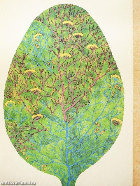 Mese a csodálatos nyárról