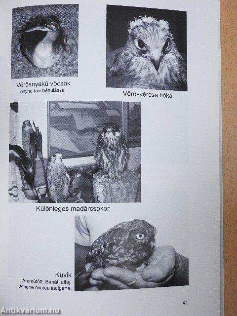 Madarak végveszélyben