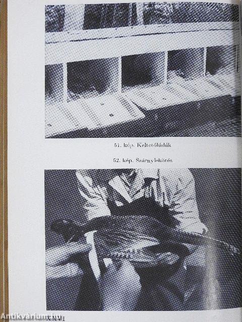 Vadgazdálkodás és vadászat