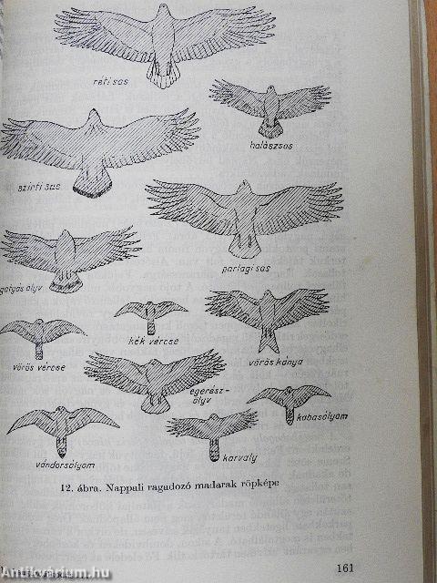 Vadgazdálkodás és vadászat