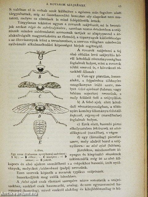 Természettudományi Közlöny 1872. január-december