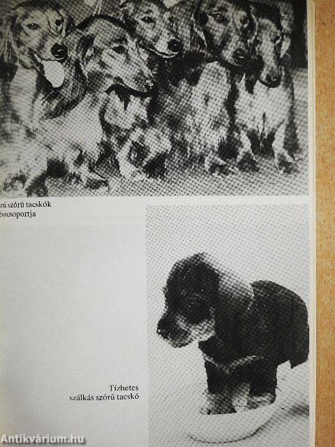 Tacskók és terrierek