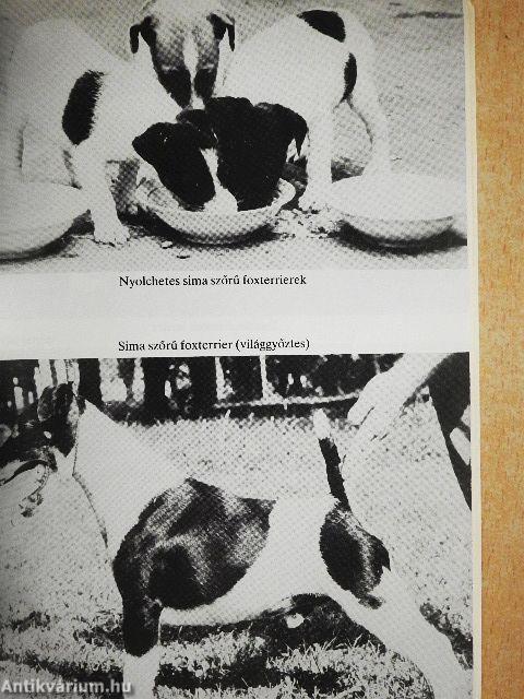 Tacskók és terrierek