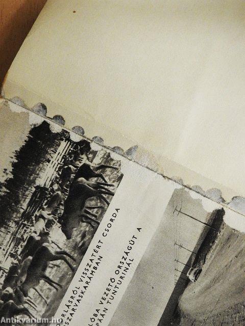 Rénszarvassült tejjel