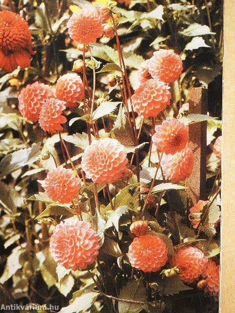 Otthon - Tennivalók a kertben májustól májusig