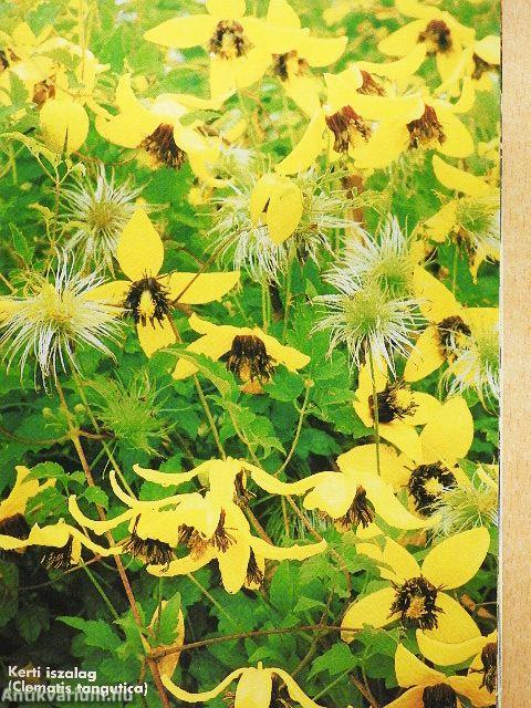 Otthon - Tennivalók a kertben májustól májusig