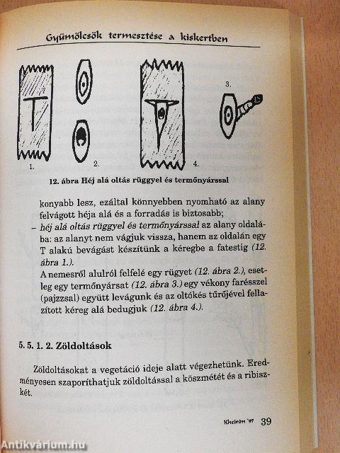 Gyümölcsök termesztése a kiskertben