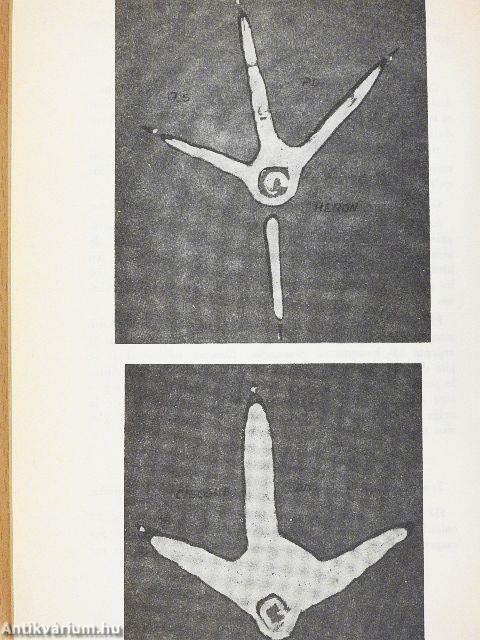 Indices et Empreintes du Gibier