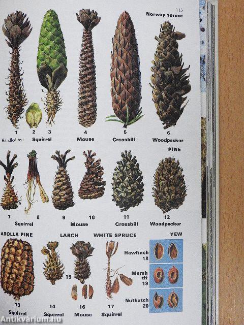 Collins Guide to Animal Tracks and Signs